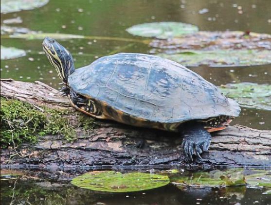 Schildkröte findet neue Heimat