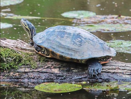 Eine Schildkröte im Regen