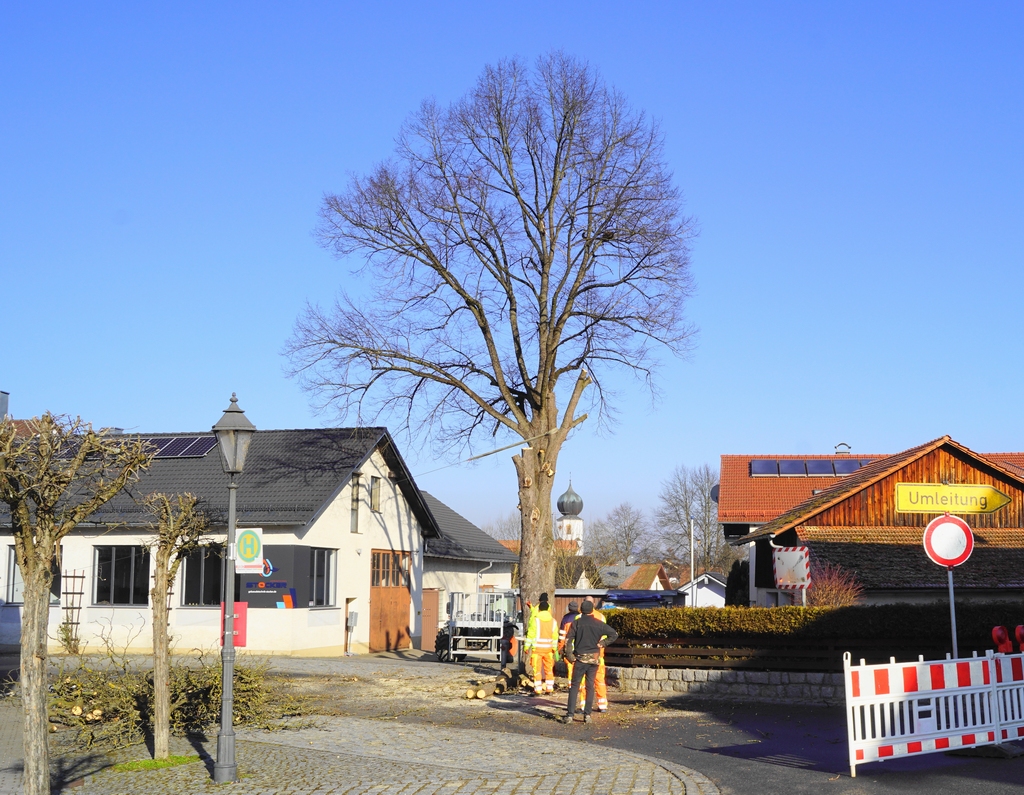 Eine der beiden Wieser-Kastanien ist nun Geschichte