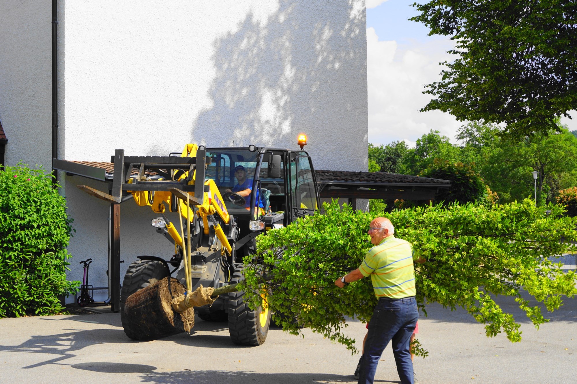 Baum für die nächsten Generationen