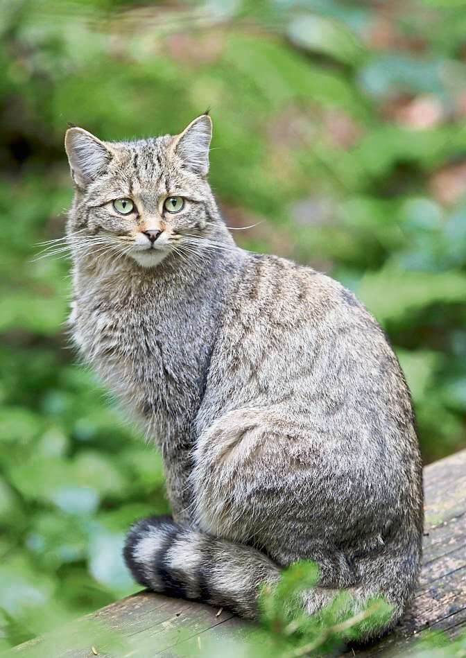 Überfahrene Wildkatze geborgen
