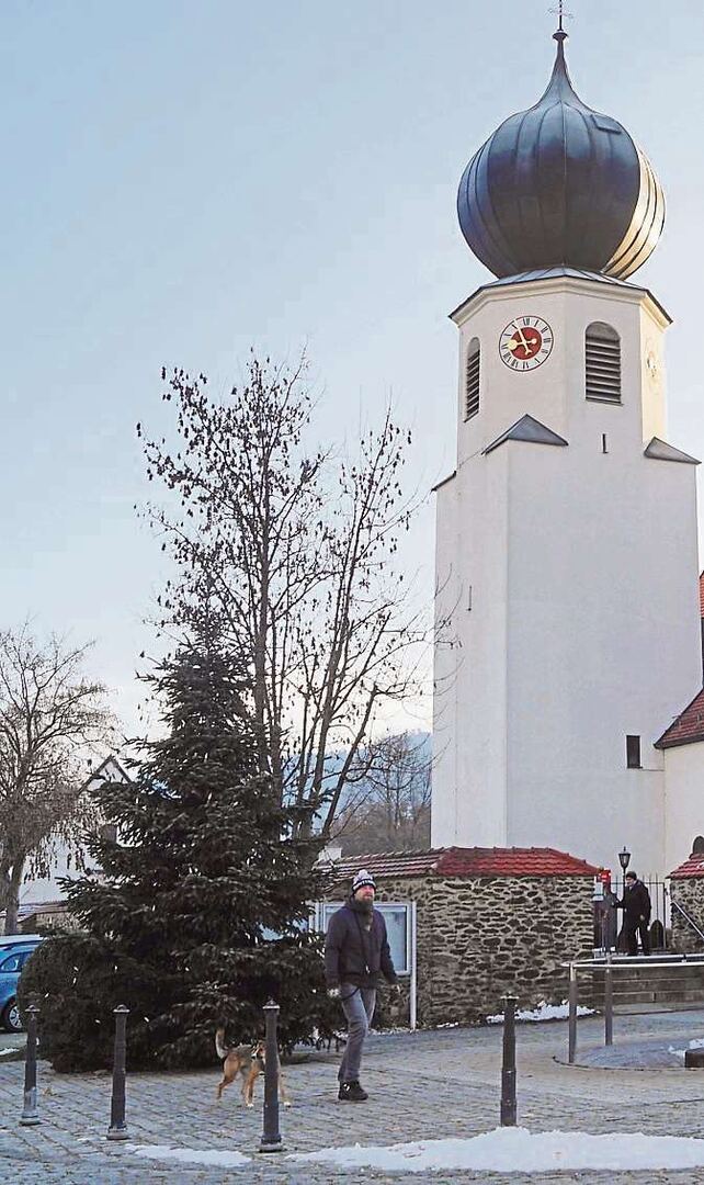 Tannen, Fichten oder Kiefern